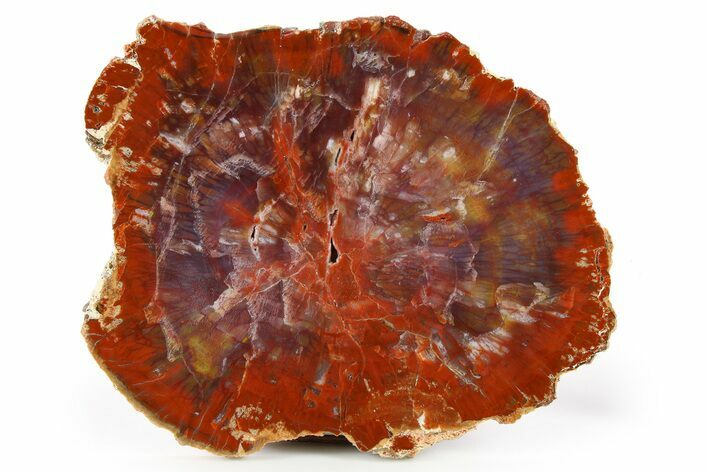 Rainbow Colored, Polished Petrified Wood Round - Arizona #263855